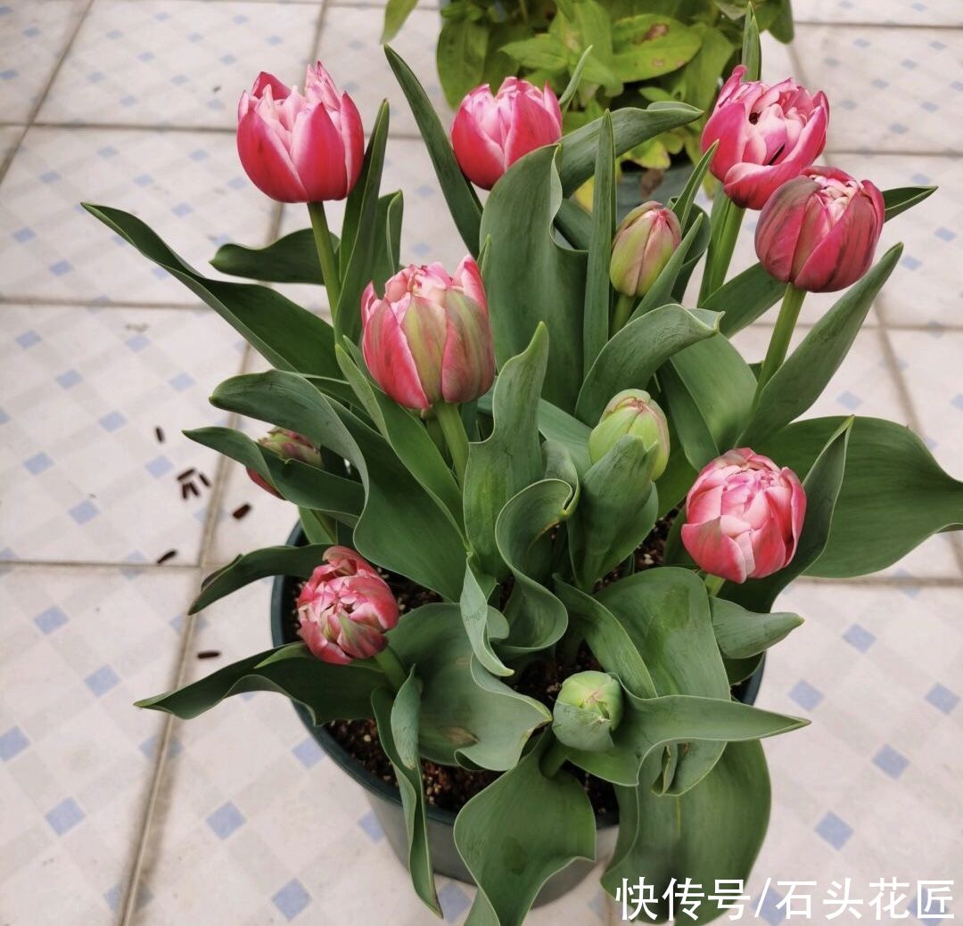 郁金香栽种了3个月，已经满盆长“花苞”，开花漂亮