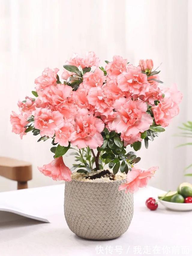 这六种花，个个都爱“喝醋”，隔几天喝一点，嫩叶蹭蹭长不停