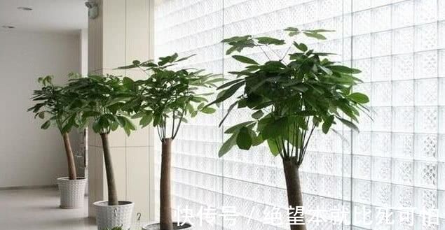 聚财|家里养花不要“瞎眼”,5种花聚财又旺人,2种花是大忌