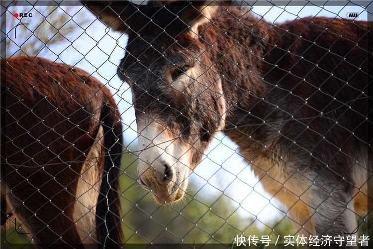 宝博体育- 宝博体育官网- 宝博体育APP下载 BaoBoSports石楼县金鸡产业扶贫项目前期工作已全部完成