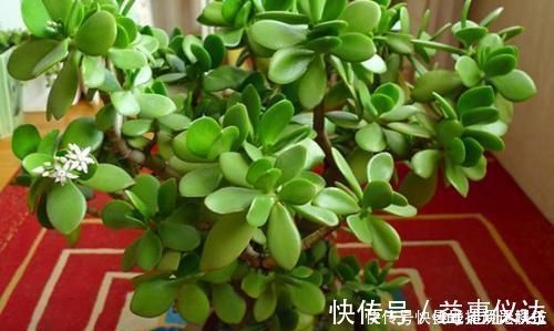 花卉|客厅摆上6种花，不仅养人还旺财，一听名字就是吉祥花