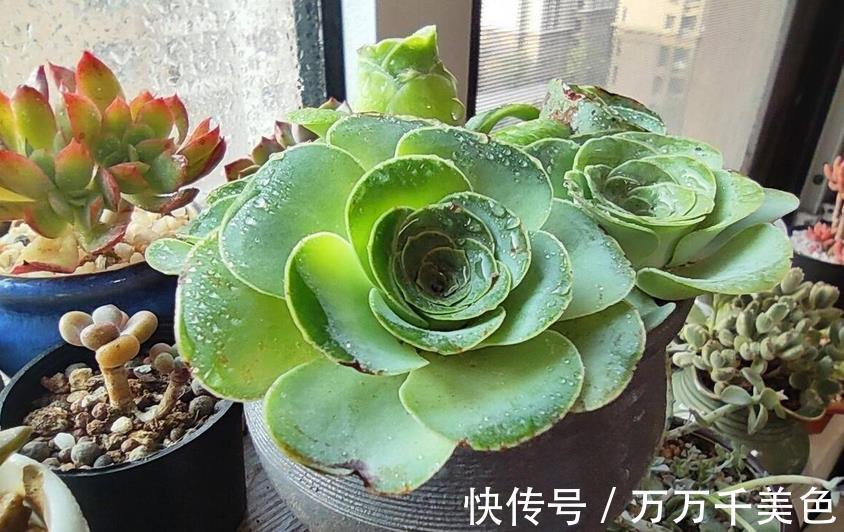 养护|室内阳台养多肉,有“2好2无奈”,一般人都会中招