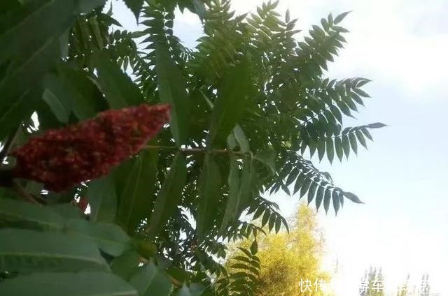 步行街|「本土」爱的季节