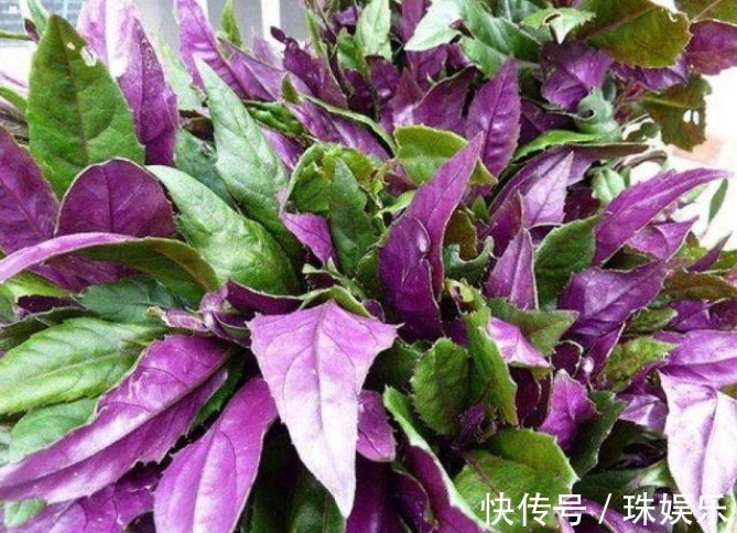 红色素|乡下一种野草,人称观音菜,价值珍贵,营养丰富,药用价值高