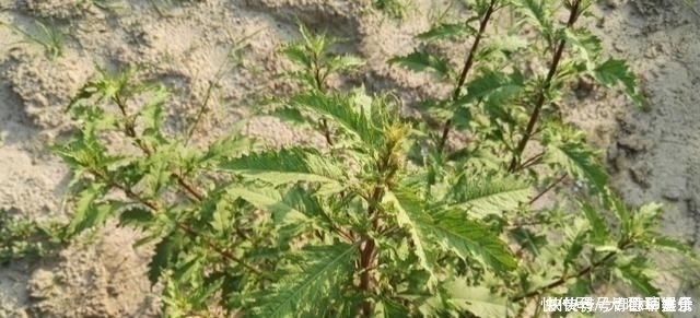 奇痒|得了“脚气”奇痒无比别慌,农村一常见野草,用它煮水帮您搞定