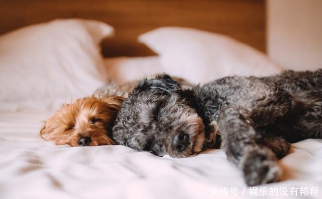 尘螨|隐藏在家里的过敏原,也会让孩子出现过敏反应:咳嗽、打喷嚏