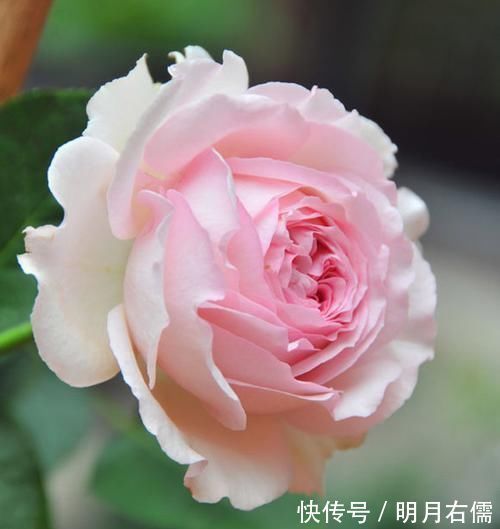 适合新手养的3种花，花大色艳，一年多次开花，物美价廉