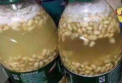 兰花施肥，用“不花钱”的肥料，植株旺盛，开花开的多