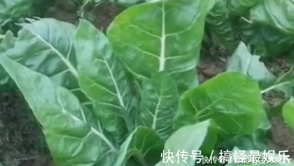 牛皮菜|菜地里的一种菜，很多人不喜欢吃，却是天然的补钙菜