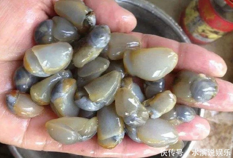 海鲜|6月,吃排骨不如吃它,10元一斤,现成稀罕货,还称“天下奇鲜”