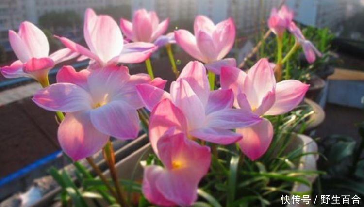 养花就养这几款,全年开花不停,开花多,轻松爆成花海!