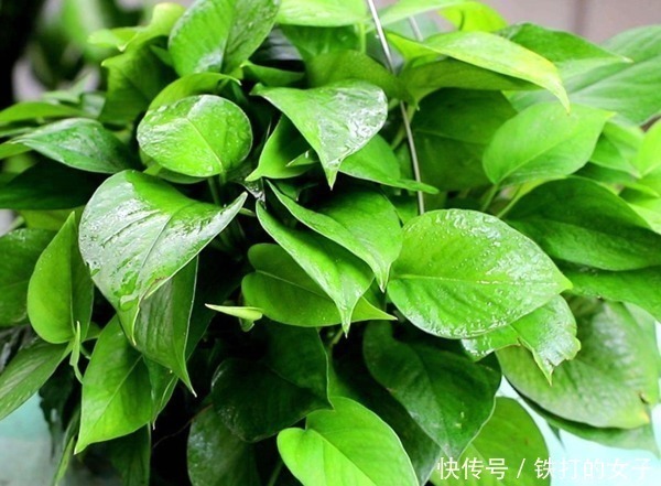 煞气|俗语“一颗绿萝七个鬼”,家中为什么不能放绿萝涨知识了!