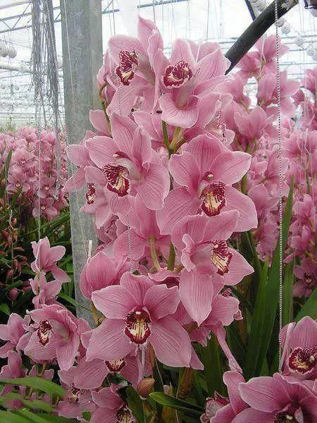 心中有花园，自然有花开