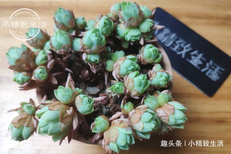 一个小细节,关系多肉安全度夏,这事做得早,肉肉夏天没烦恼