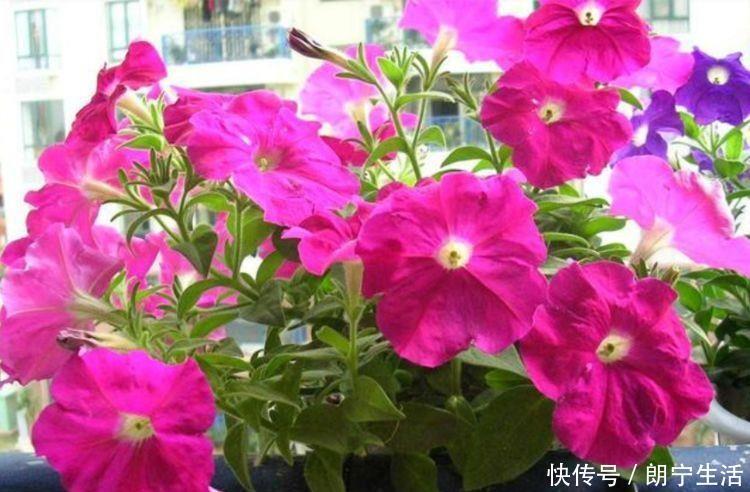 四季|阳台选此4款花卉,四季开花不停,花香四溢香满屋