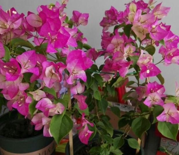 三角梅入秋管理做好4点,花开到过年