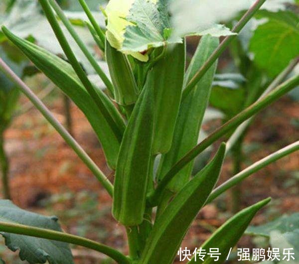 秋葵也能“亲手种”,阳台种2棵,50天开始采摘,一茬又一茬