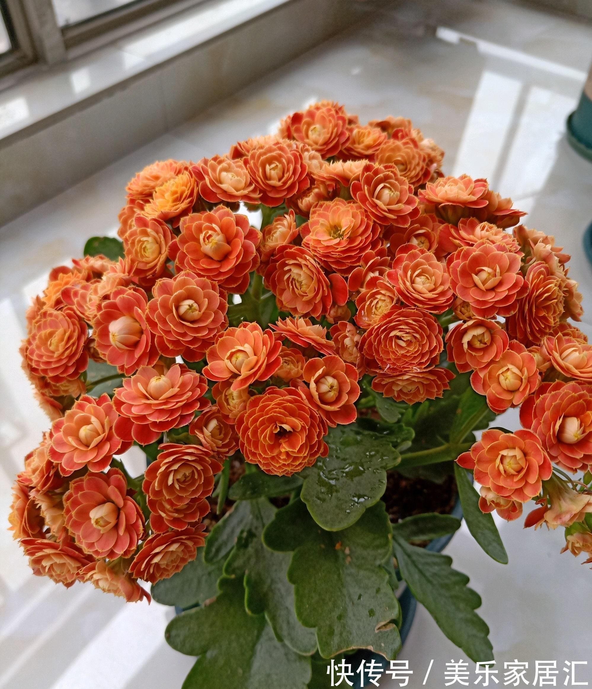 阳台|阳台养花,养棵日内瓦吧,美丽又喜庆,三季花开,冬天也灿烂