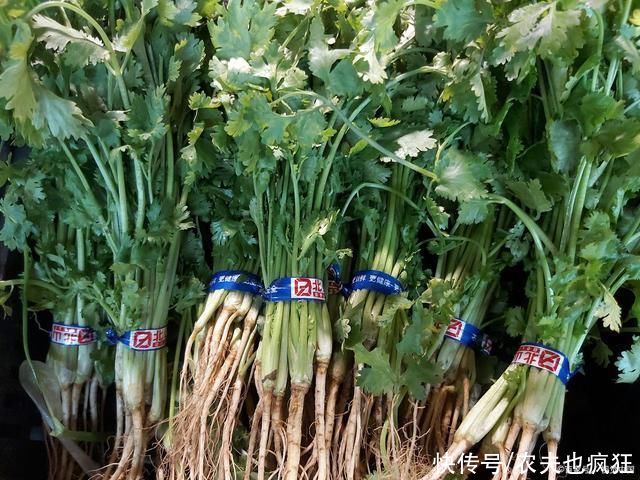 露天|种植香菜发芽慢，出芽率低?多加一个步骤，香菜发芽快出苗齐
