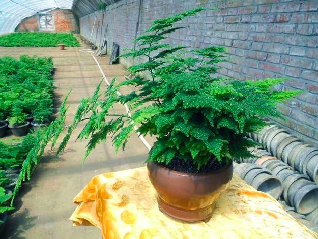 想要养好文竹,需要设置几条“红线”,越线就会枯萎,花友要注意