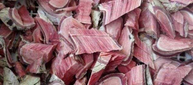 药用|这植物,山上很多,却常被忽视,知道药用的甚少,不知你认识吗