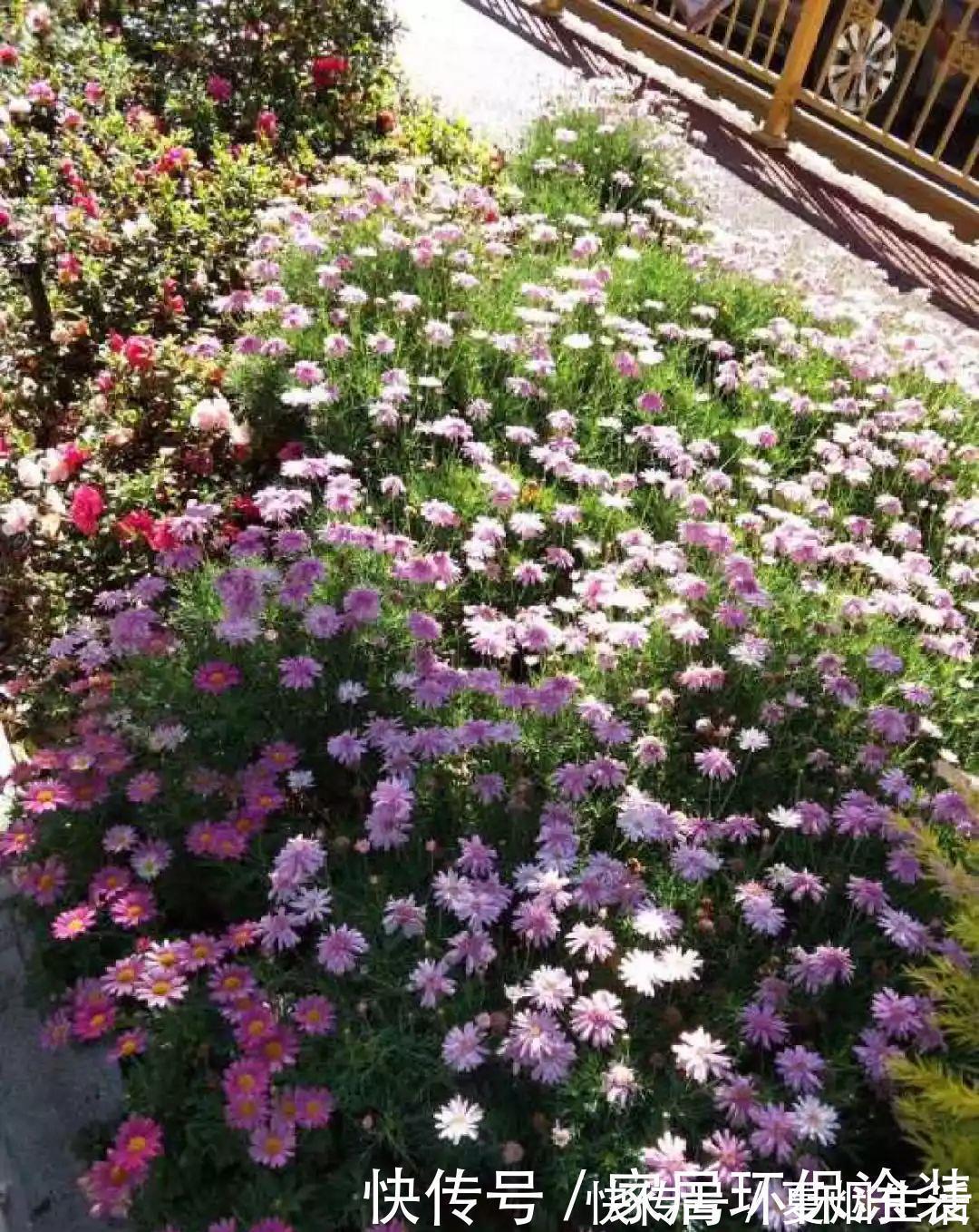 小球|养花达人：张大爷家的花，1年养成“大转盘”，1次冒出25个头！