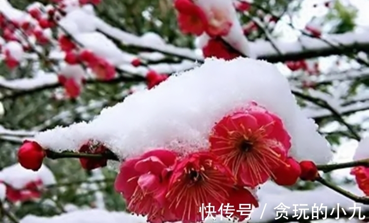 明代&梅开时节,梅花得意占群芳,邂逅古诗里的梅花韵致不输现场观光