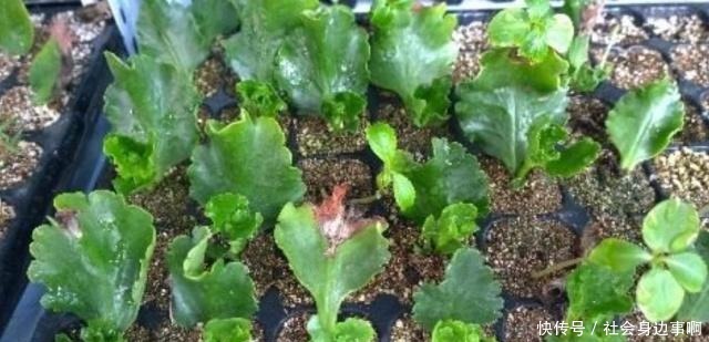 长寿花扦插有技巧,不生根是因为这一点你做错了!