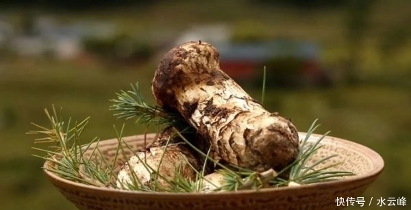 双面|「养生厨房」今日菜品——山珍双面鱼鱼