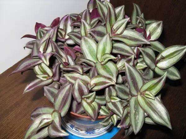 5种花卉，有水就能爆盆，不需要怎么打理，家居养花最合适了！