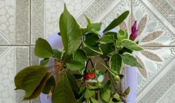  大白|柳树皮养花是一绝，比生根粉还厉害，泡水浇盆里大白根直冒！