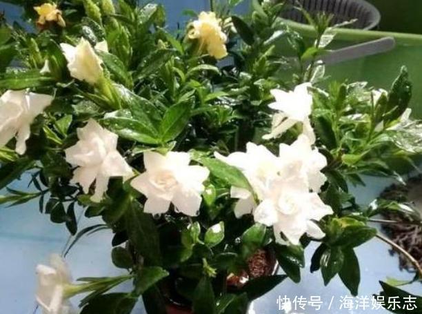 花卉|养花别光注意水、肥、光了，多小心2点，选对花盆事半功倍