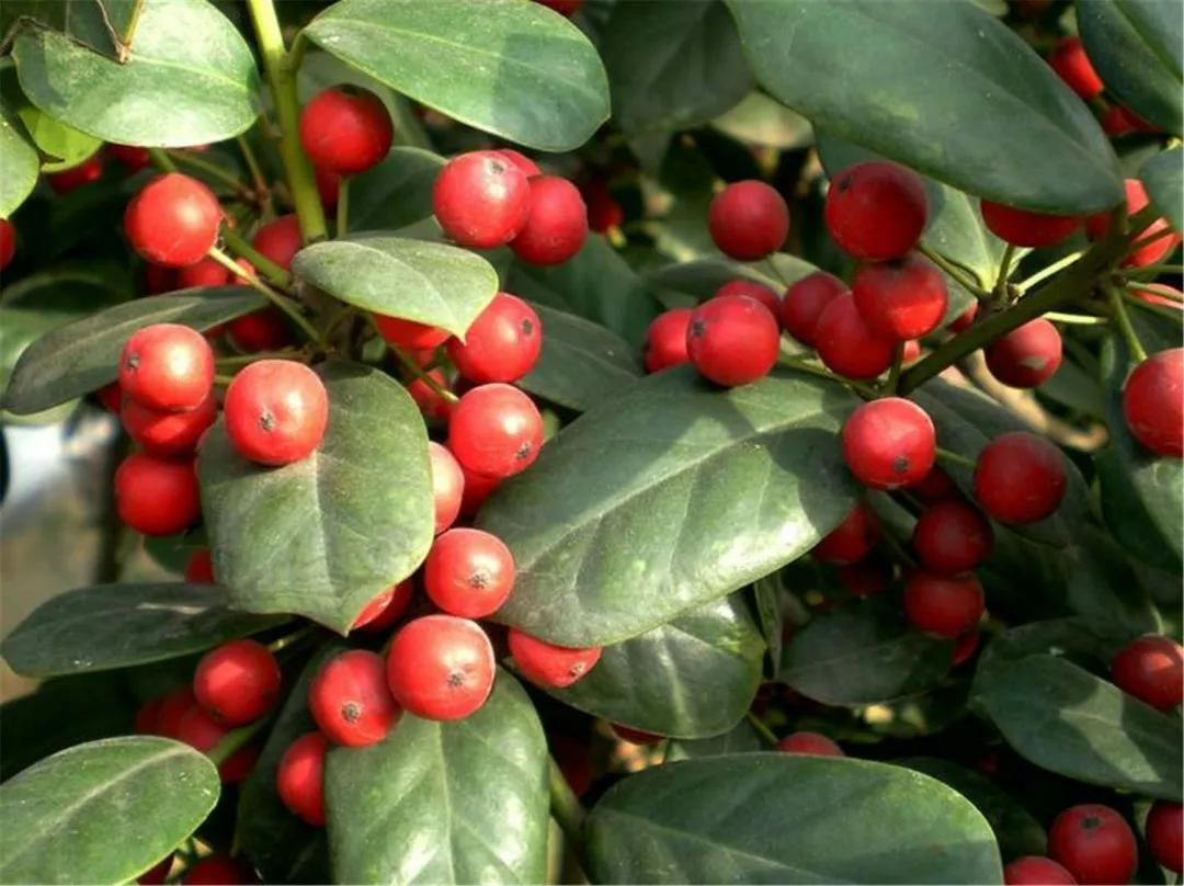 农村常见的构骨,做成盆栽当年宵花,果子红红火火很喜庆