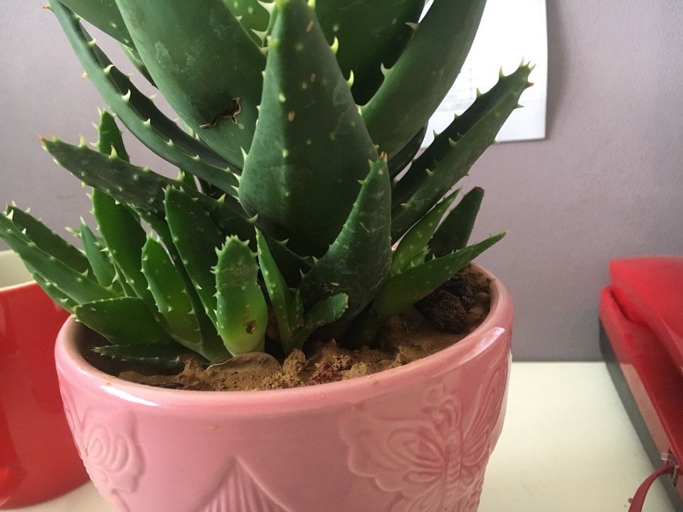 秋天来了，养芦荟做个“小手术”，从头再来！小苗“塞满”花盆