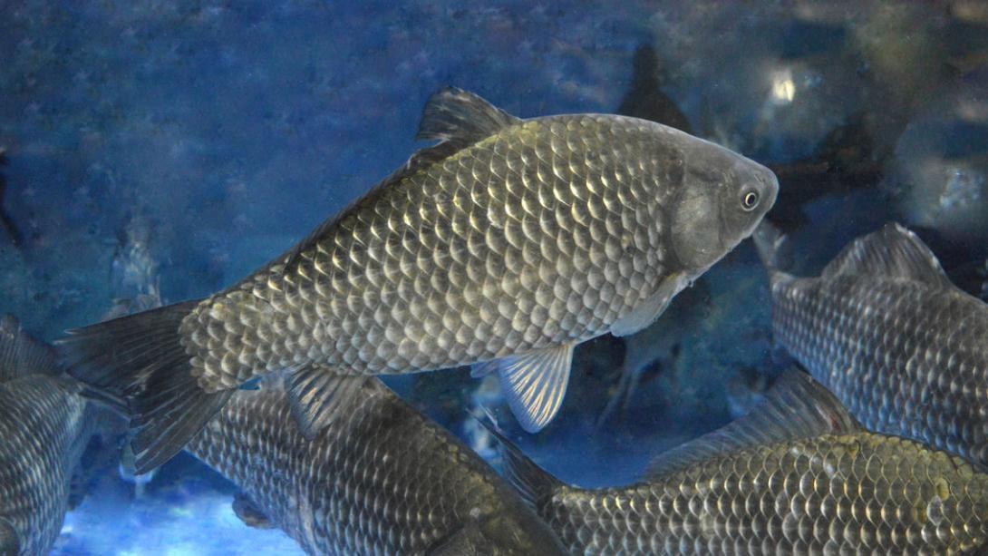 老钓手钓鲫鱼的“偏方”，亲自试了下，差点没把一条河的鲫鱼钓光