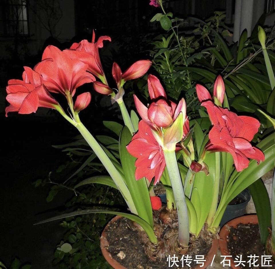 顶红种球|朱顶红栽了1个月了,没根、没叶也正常,做对3点,过年后就开花