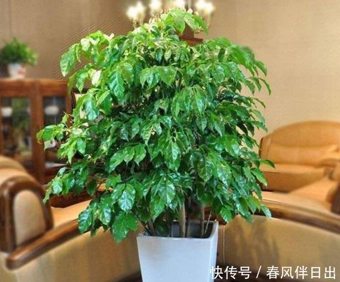 3种花很耐养,沾土就能活,浇水就疯长,满满的幸福感