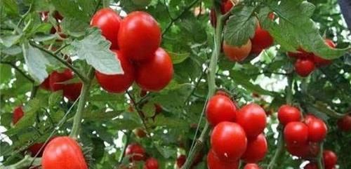 很有营养的3种食物，排毒减肥，补充营养，好吃又不贵！