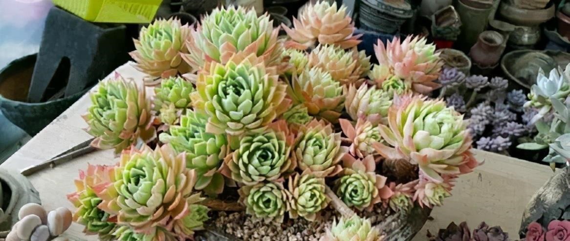 阳台养不好多肉，多半是浇水不当，教你正确浇水，个个长成胖娃娃