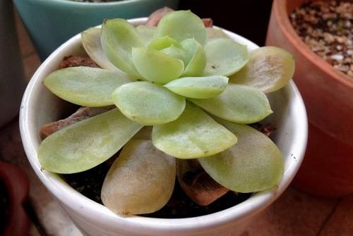 繁殖多肉的途径：砍头茎插、拿叶子催根育苗