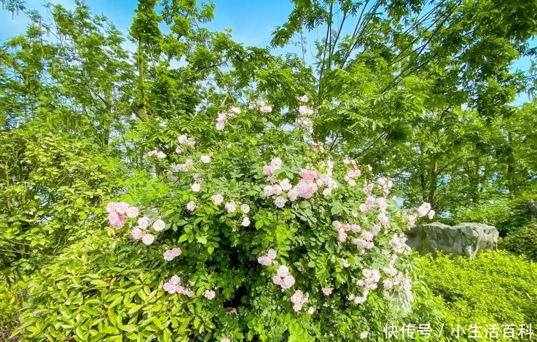 宜宾新城1000米蔷薇花 开了 粉紫色 宜宾新城1000米蔷薇花 开了 粉紫色