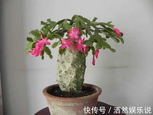 小花|秋季养蟹爪兰有技巧,摆放位置记住“口诀”,见到阳光就呼呼冒叶