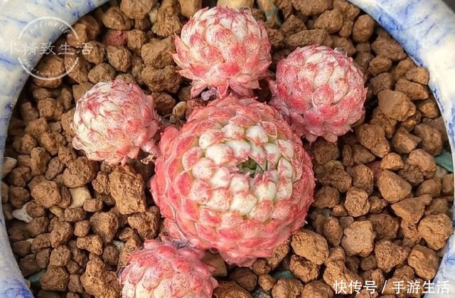 这5种多肉很难养,新手不敢碰,老手很小心,看看你家有没有!