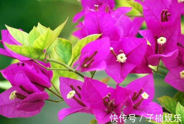 托盘|三角梅扦插有技巧,学会几点,一盆变多盆很简单