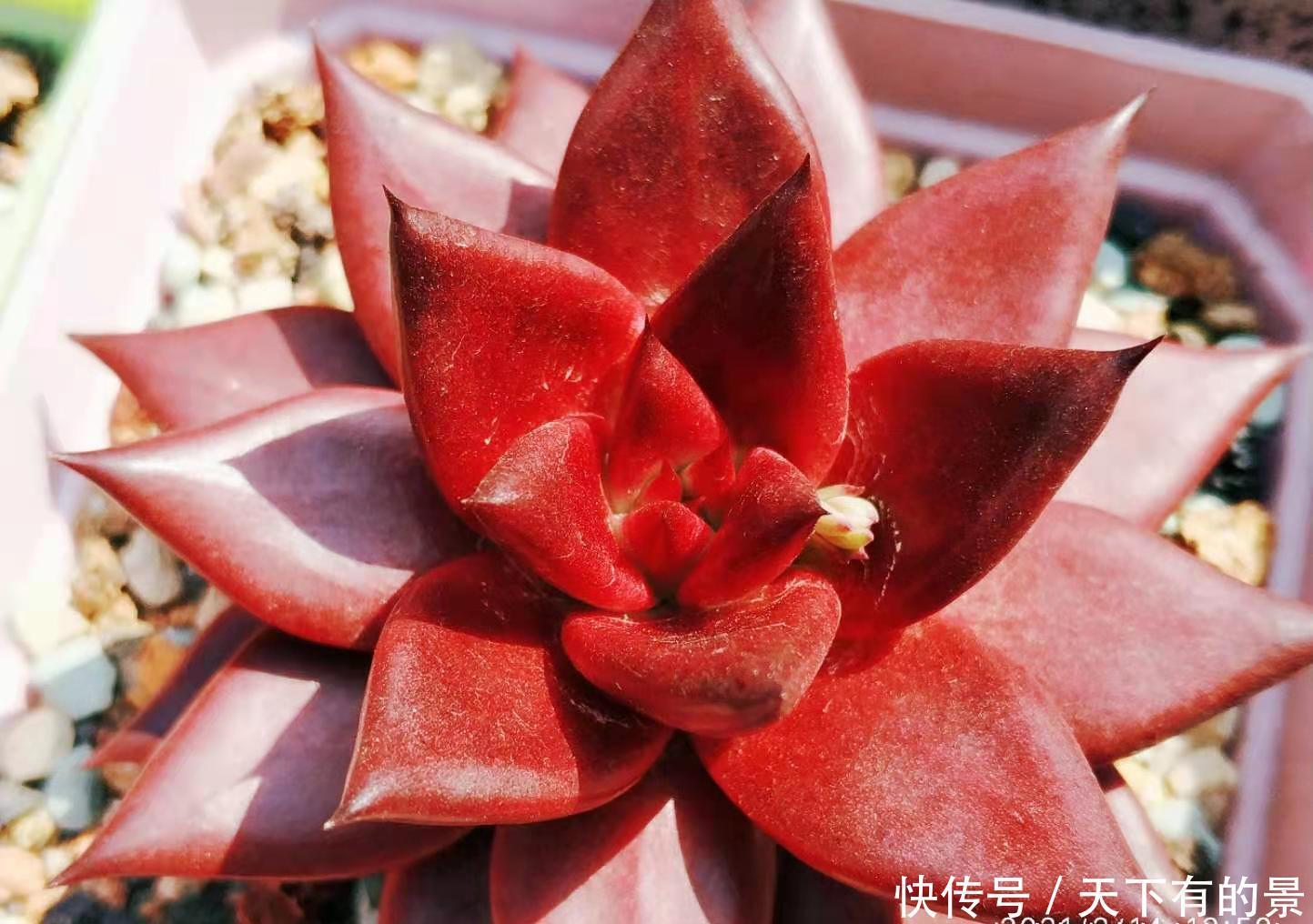 用塑料小黑方来养多肉并不是不可以,但它的优劣性你得先知道