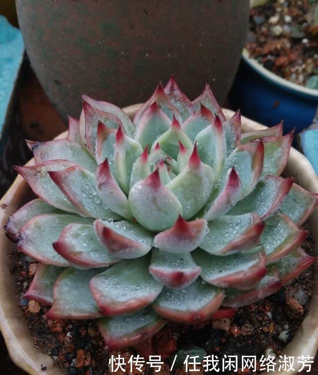 养多肉,不讲究,风风雨雨,依然安好