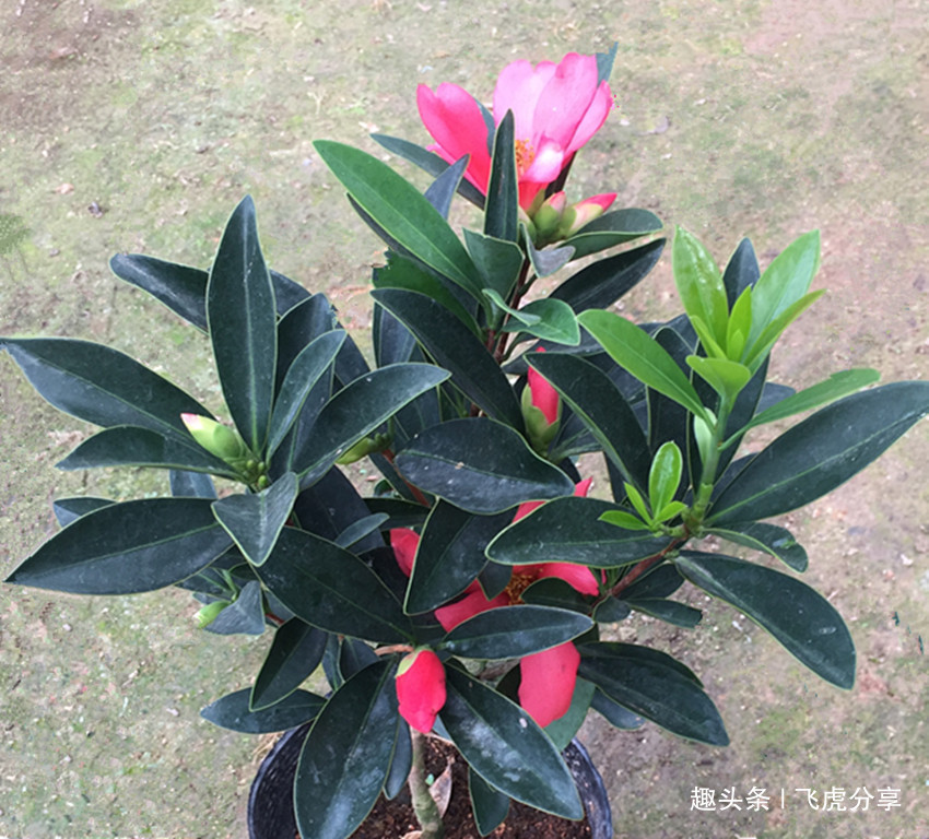 盆栽|五种常年不落花的居家盆栽,花开四季,比长寿花好看还好养