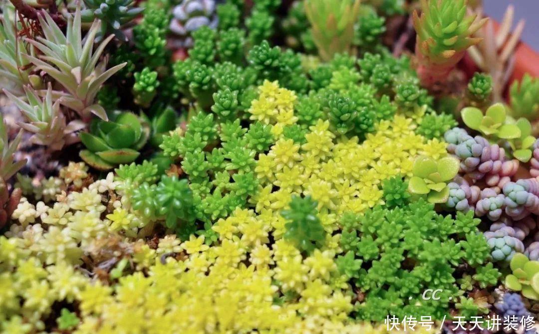 一个盆种了9种花,老妈非说养不好,差点被拔光