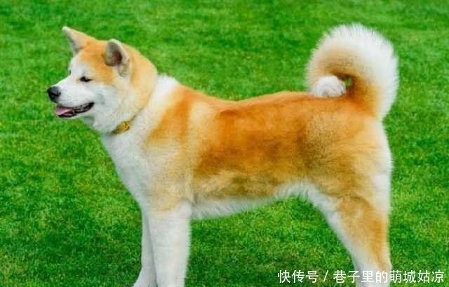 忠诚|12种最忠诚的狗,排第一的狗狗估计没有人不认识!