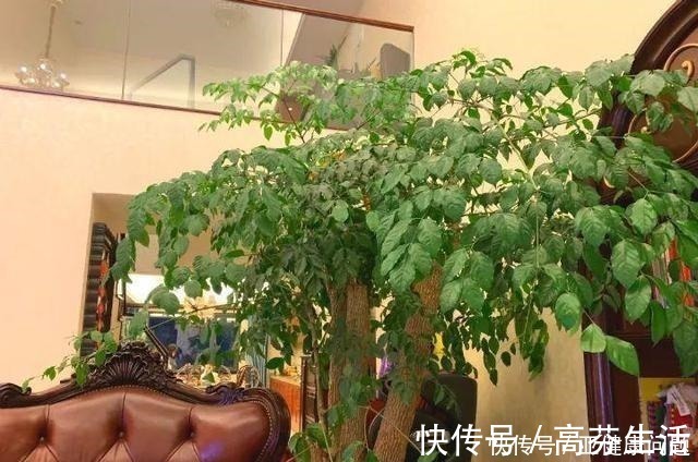 通风度|幸福的家里，就该养盆“幸福树”，四季常青，9月开出幸福花！